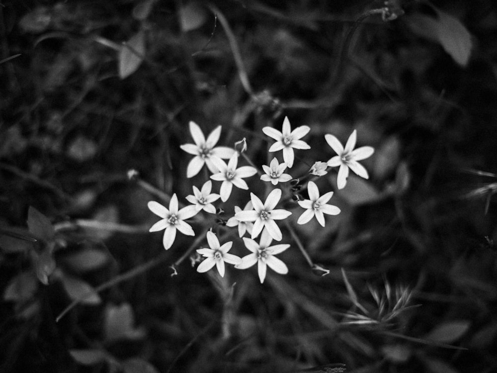 grayscale photo of white flowers