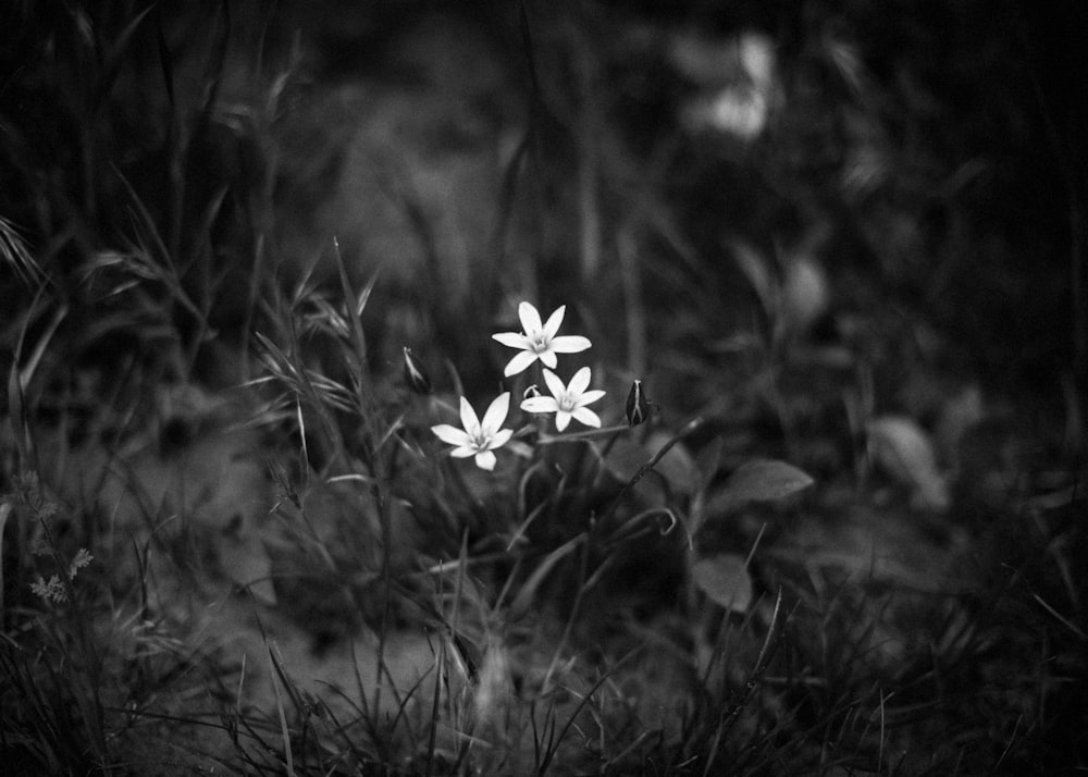 grayscale photo of white flower