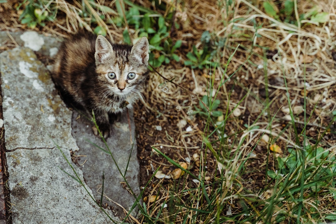 brown tabby kitten on gray rock