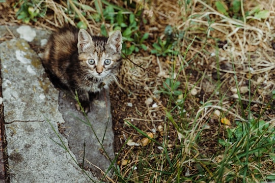 brown tabby kitten on gray rock in Bagnoregio Italy