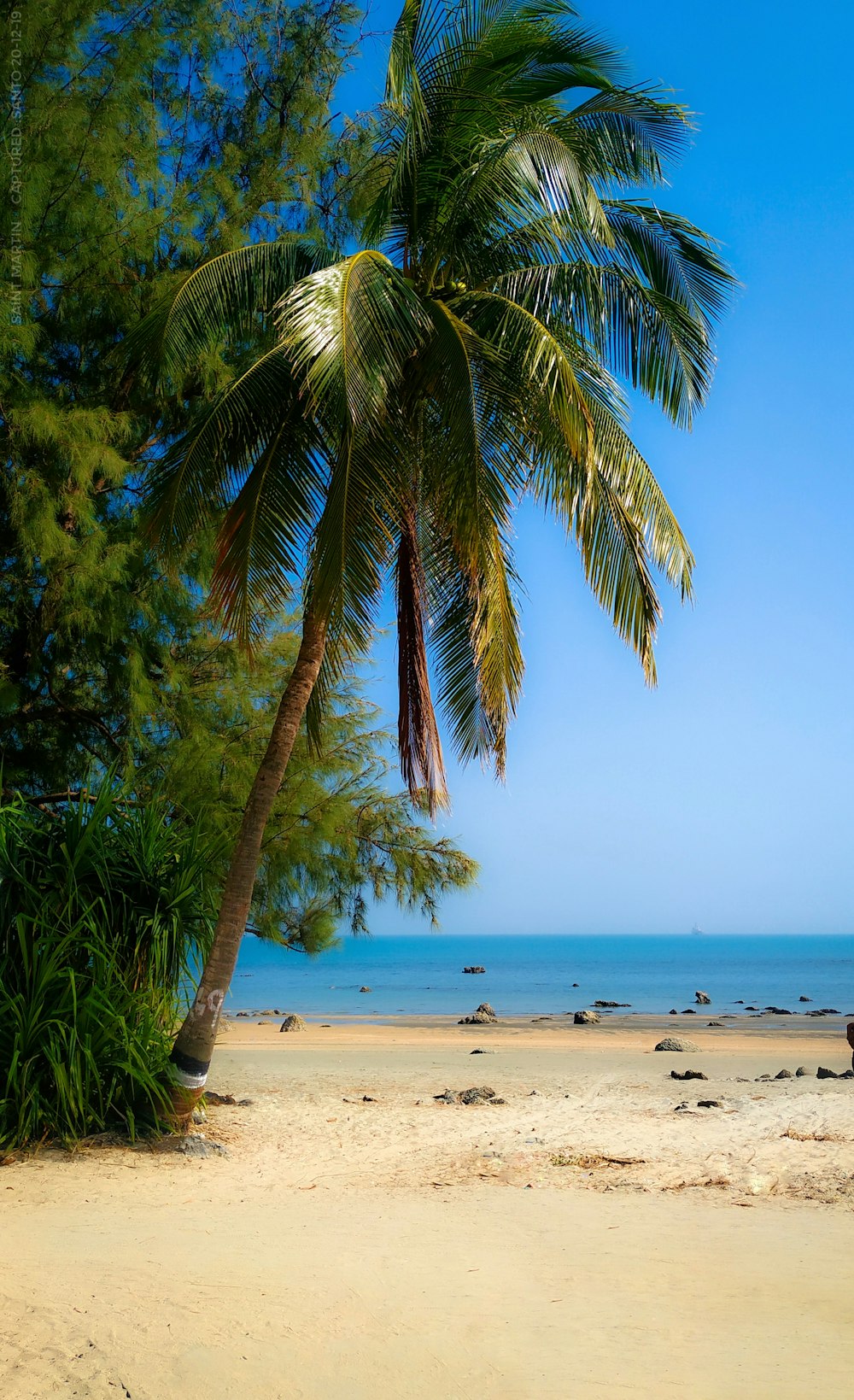 Palmier vert sur la plage pendant la journée