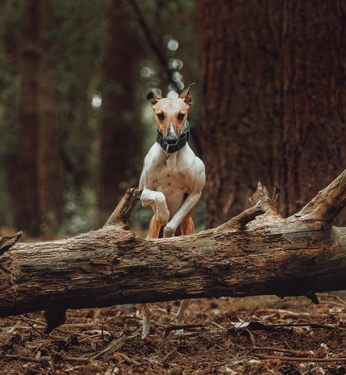 Wren, the dam of the Night litter, jumping a fallen log
