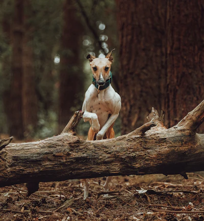 Wren jumping a fallen log in the state forest