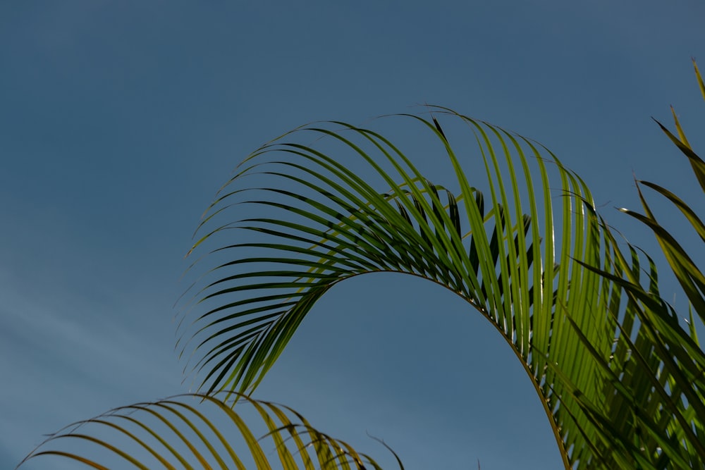 green palm tree under blue sky during daytime