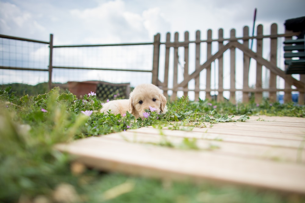 chien blanc à poil court sur la clôture en bois blanc pendant la journée