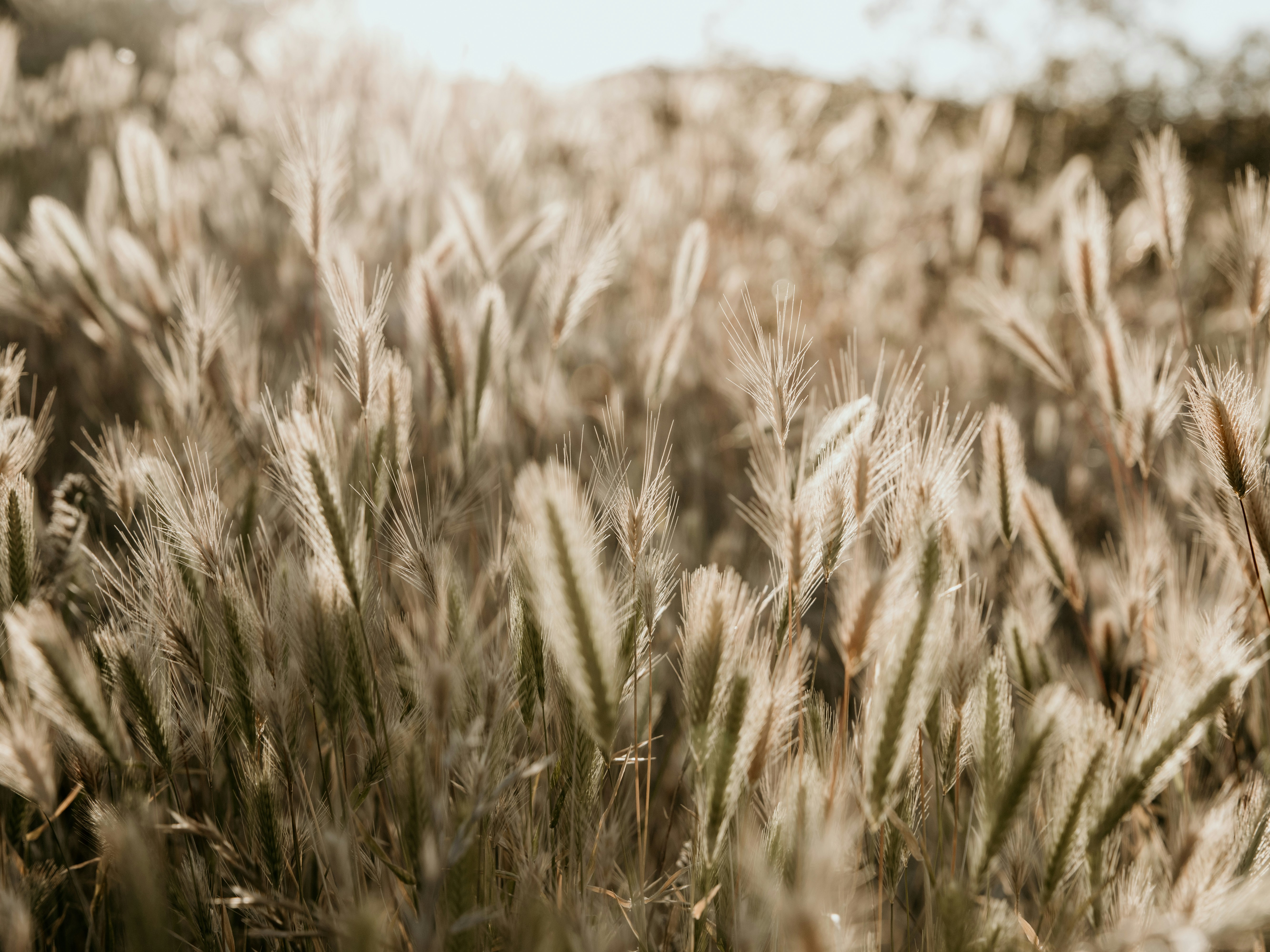 Photo by johnihreniuc