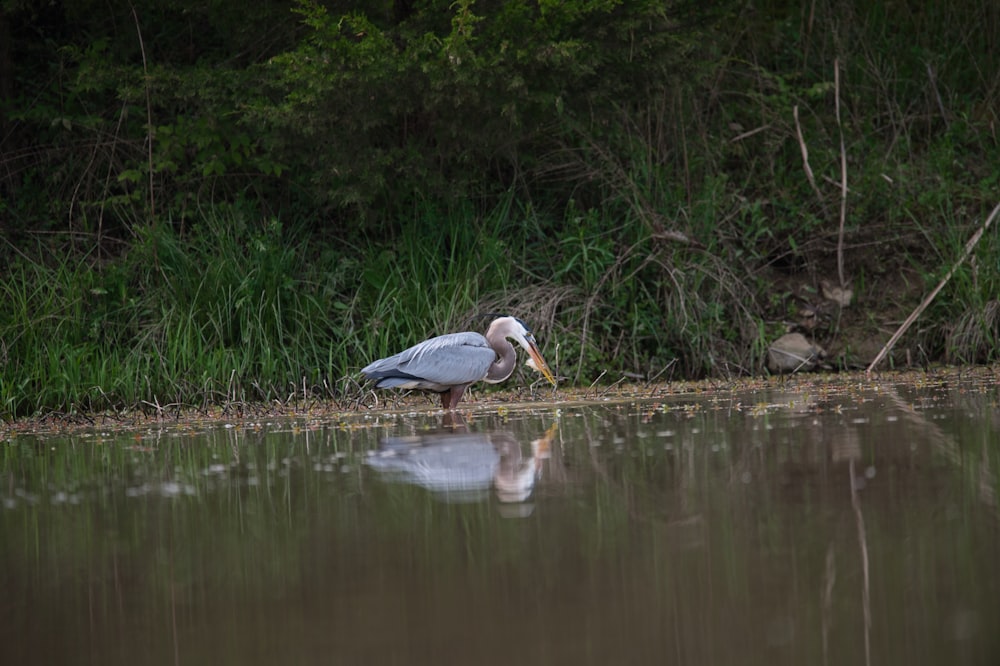 pájaro blanco y gris en el agua