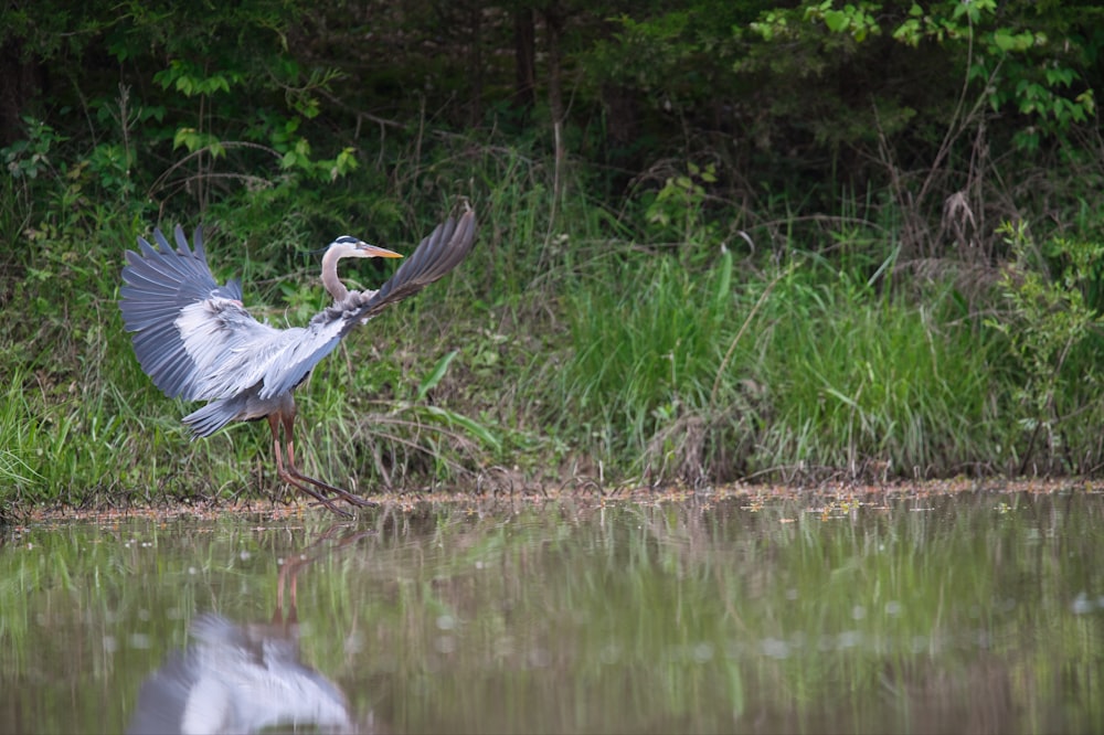 gray bird on green grass near body of water during daytime
