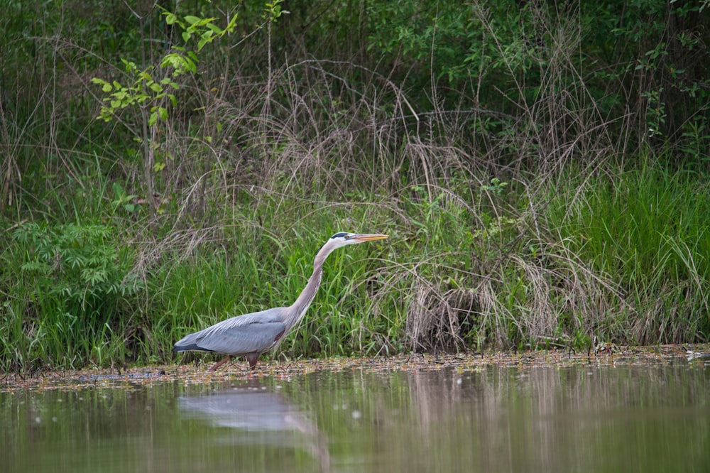 gray bird on body of water