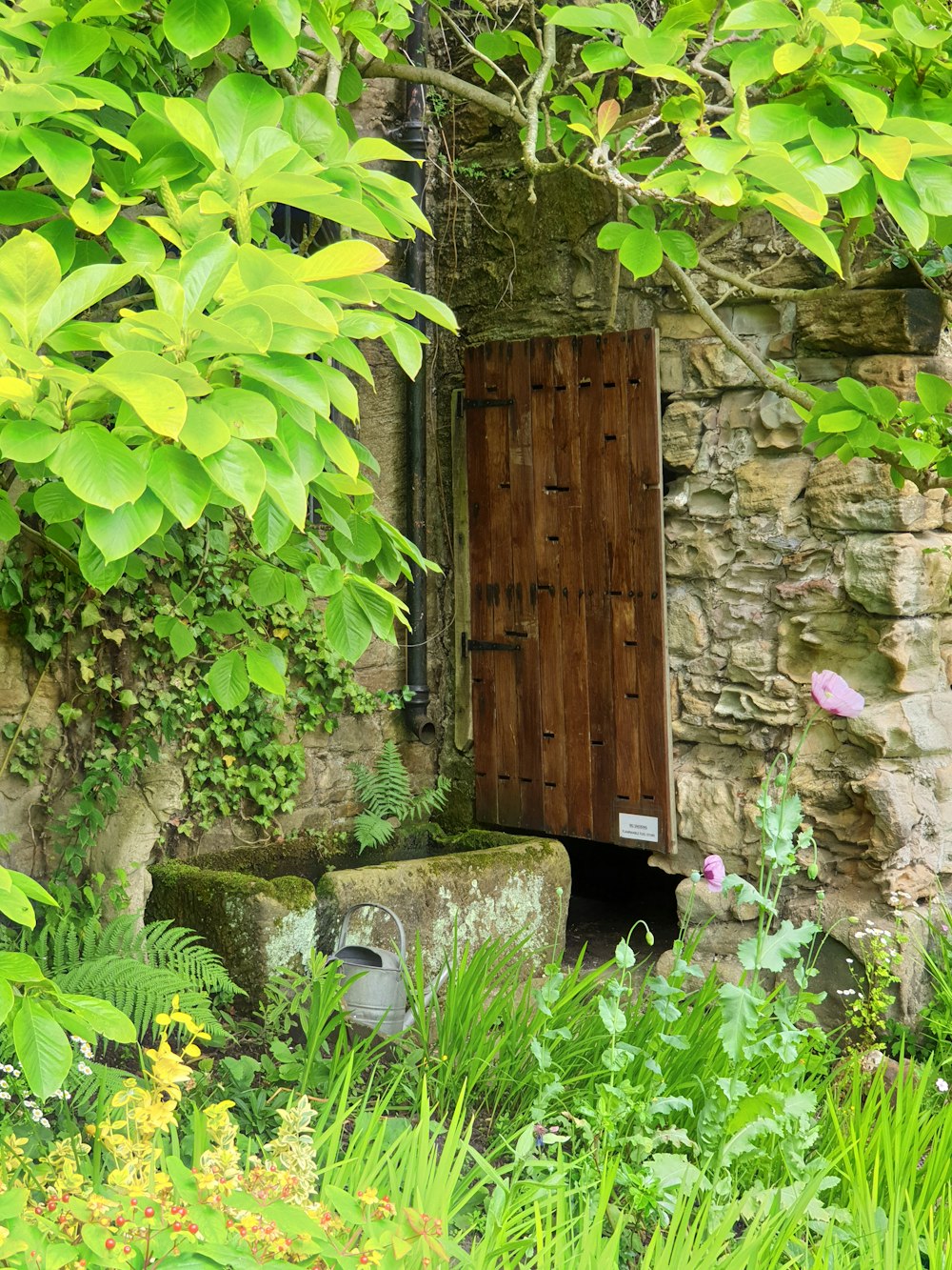 brown wooden door near green plants