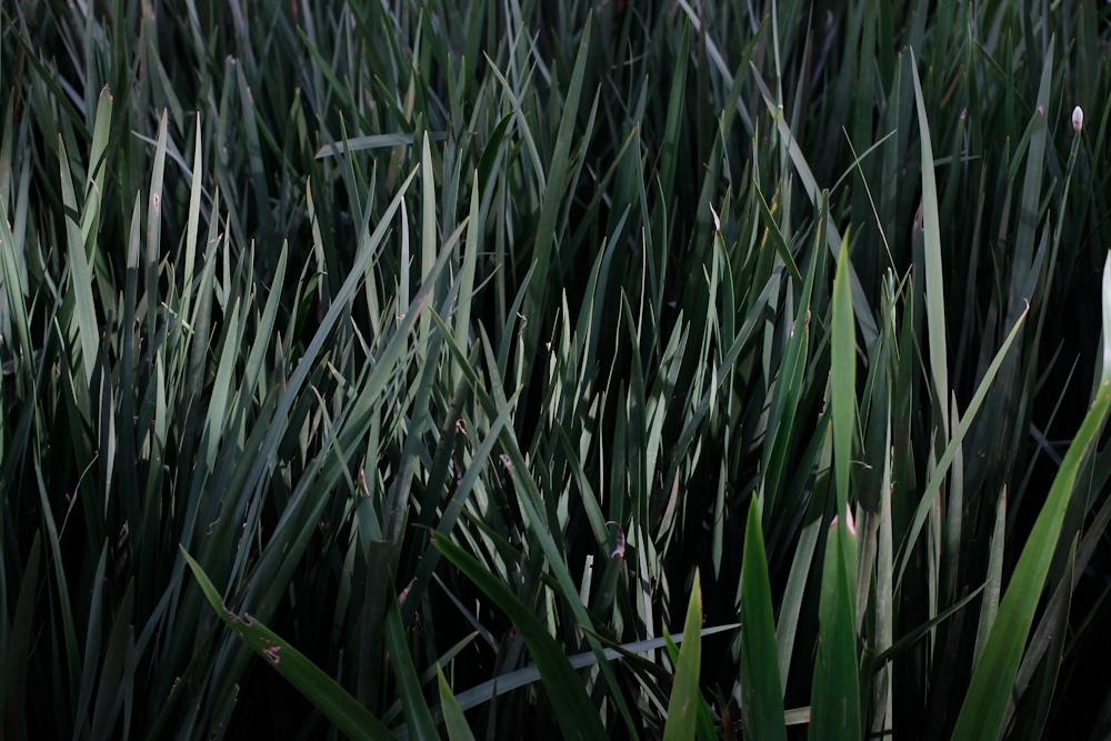 green grass field during daytime