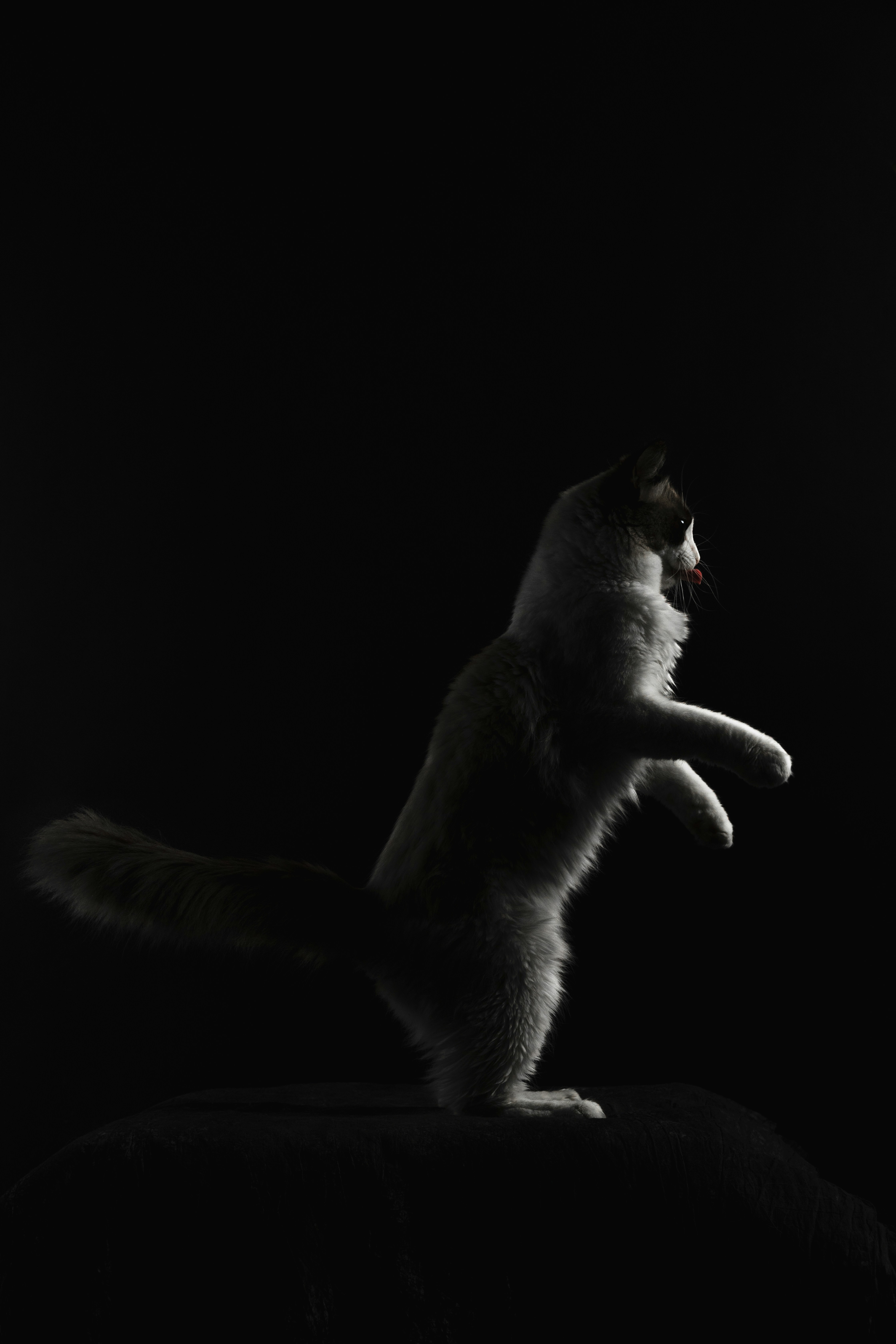 black cat on brown textile