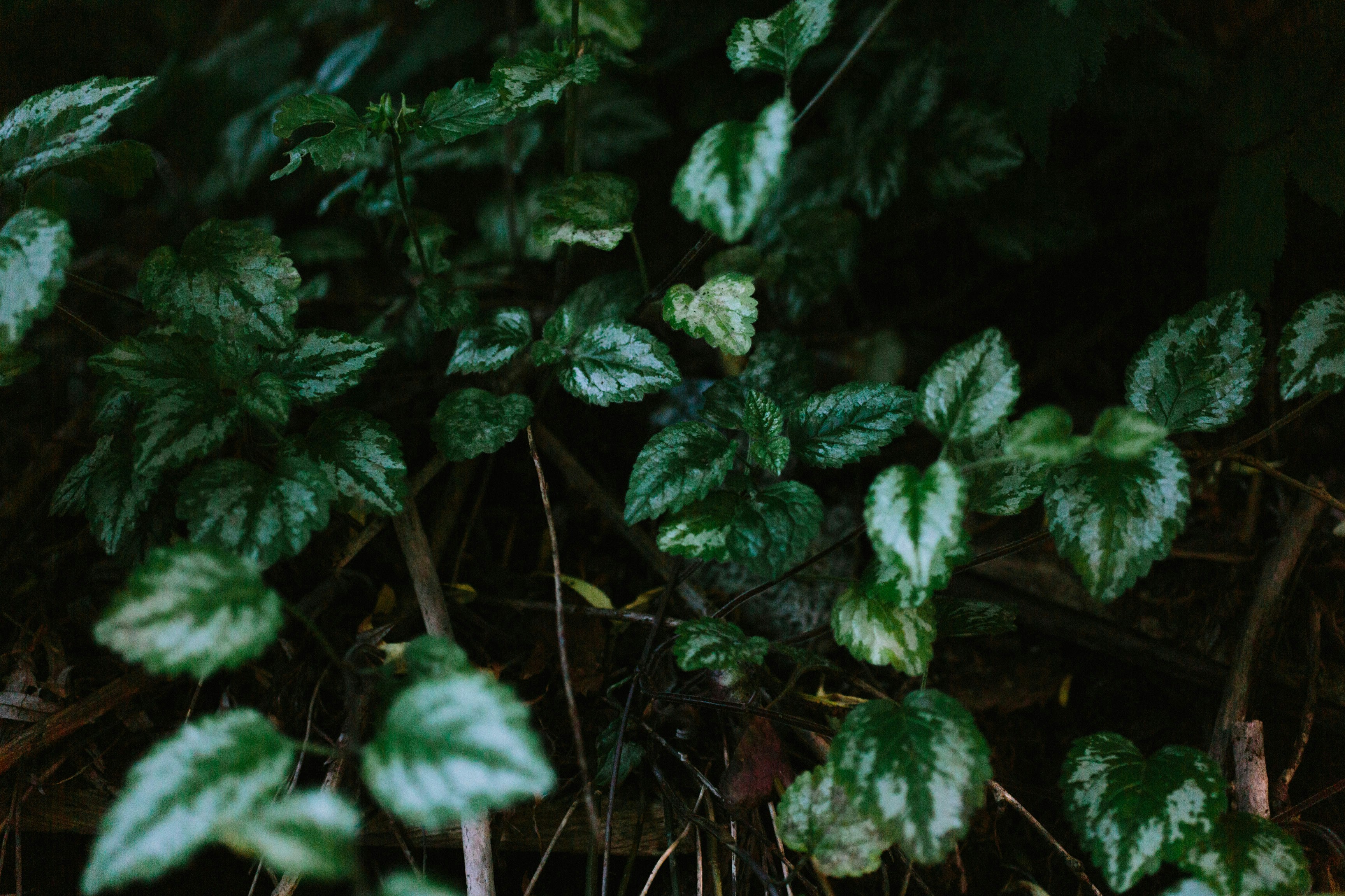 Photo by natureuninterrupted1