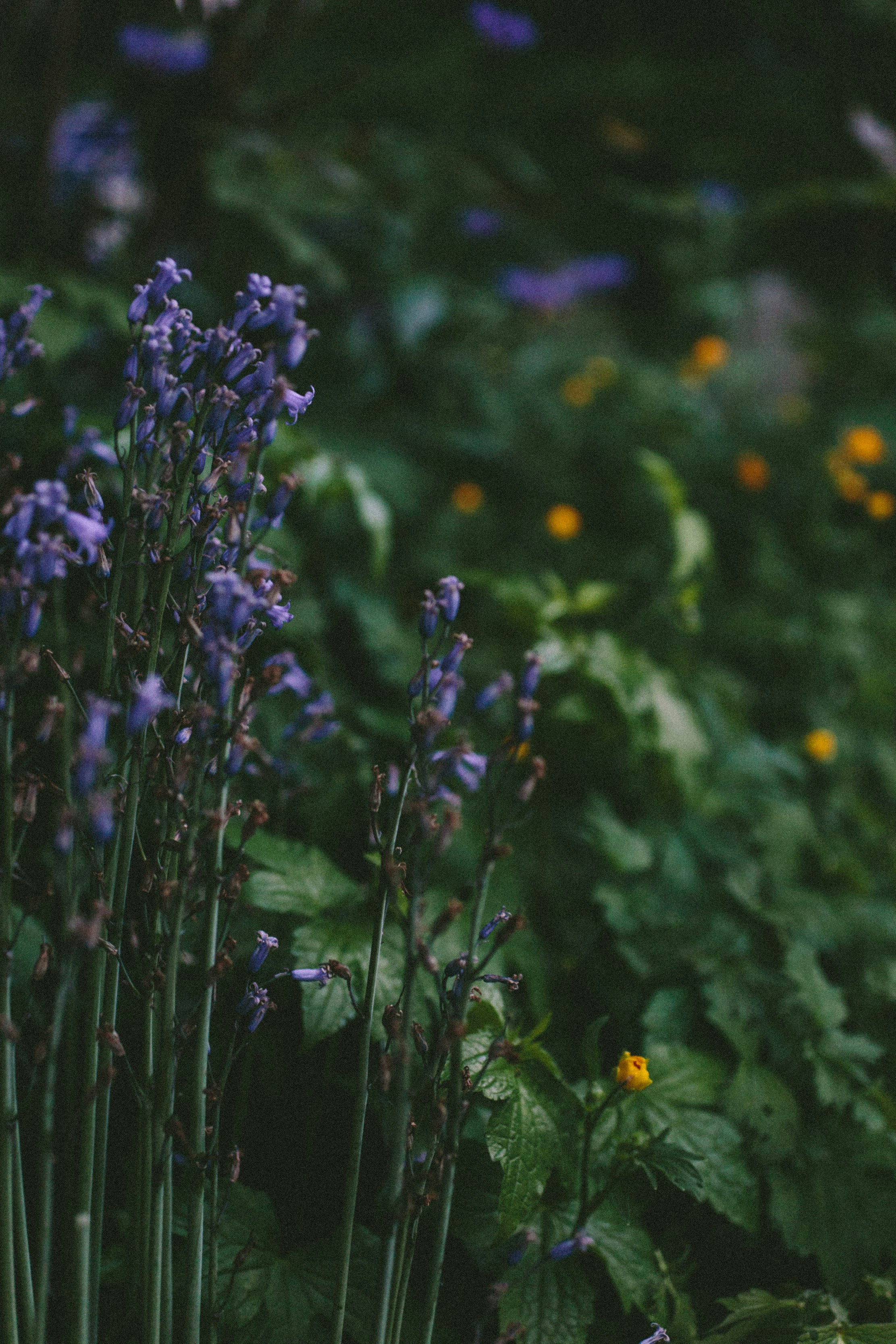 Photo by natureuninterrupted1