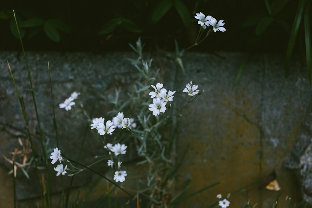 flores blancas sobre suelo marrón