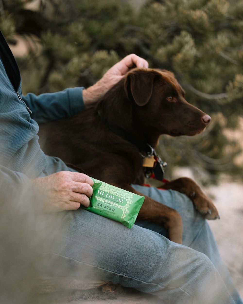 person in gray long sleeve shirt holding brown short coated dog