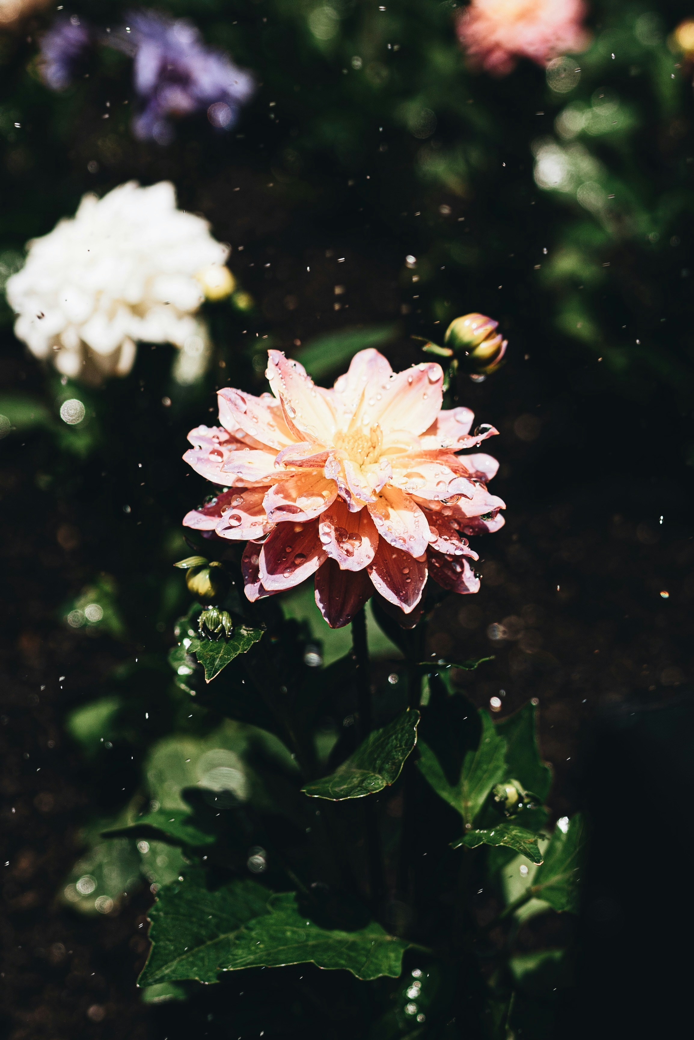 Photo by lgnwvr
