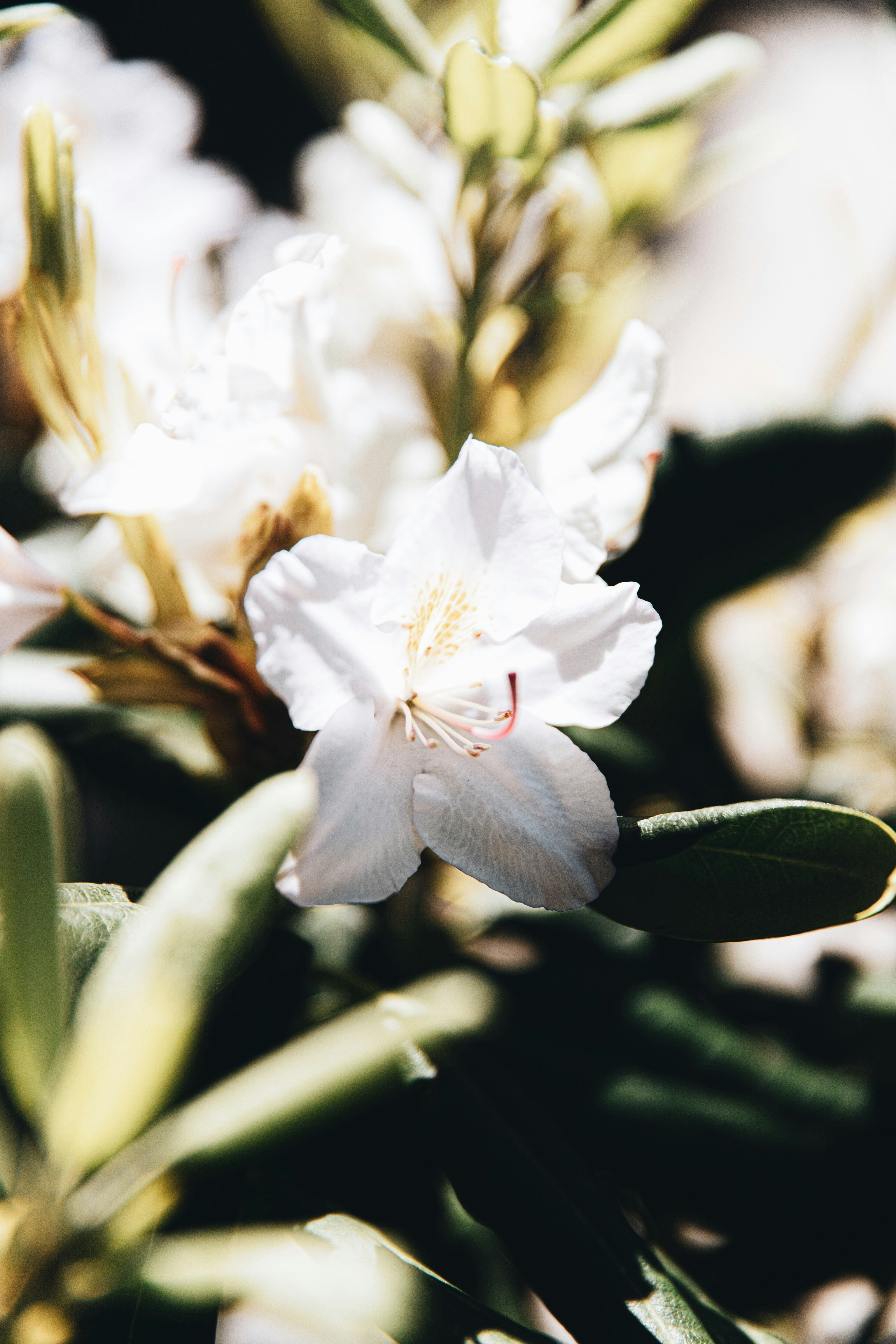 Photo by lgnwvr