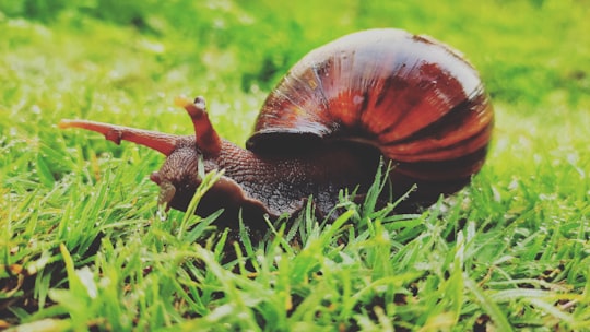 brown snail on green grass during daytime in Bokaro Steel City India
