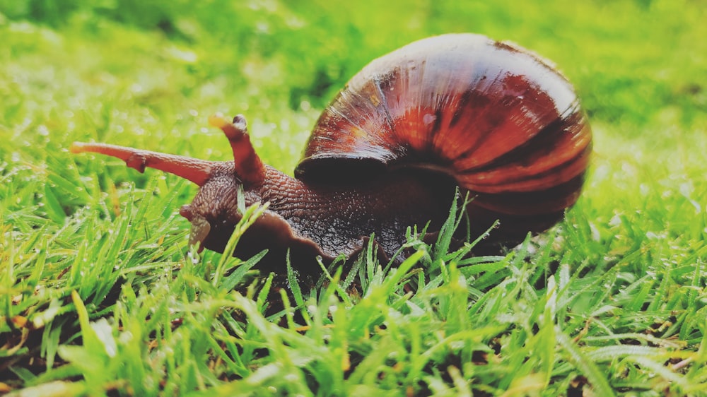 brown snail on green grass during daytime