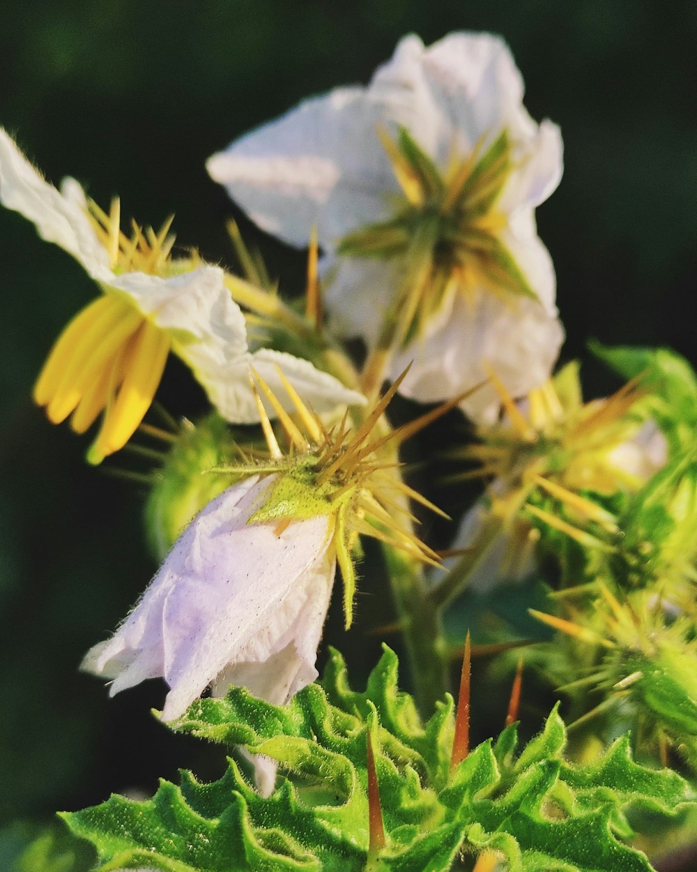 white and yellow flower in macro lens