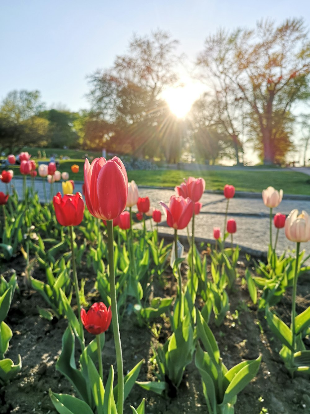 red tulips field during daytime