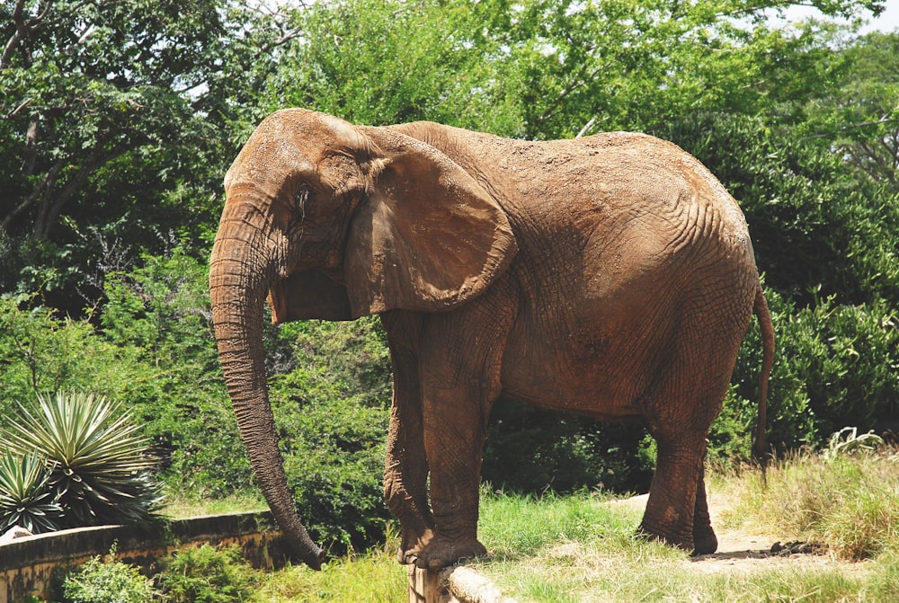 brown elephant walking on green grass during daytime