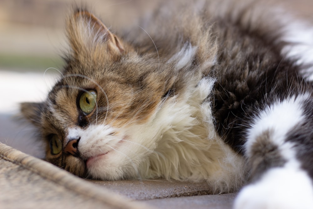 brown and white tabby cat lying on brown textile