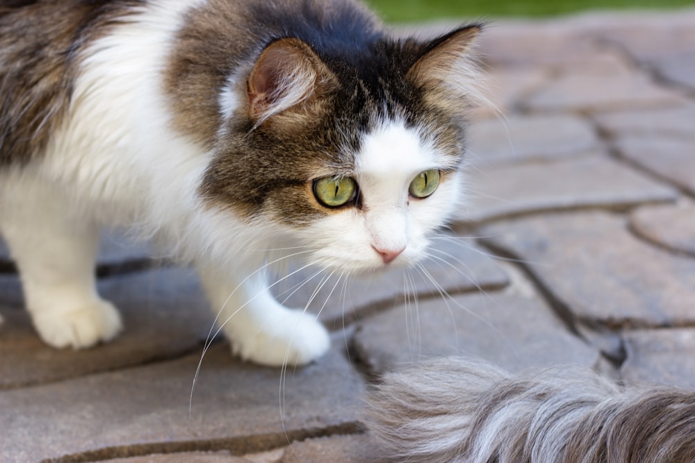 white and brown cat on brown concrete floor