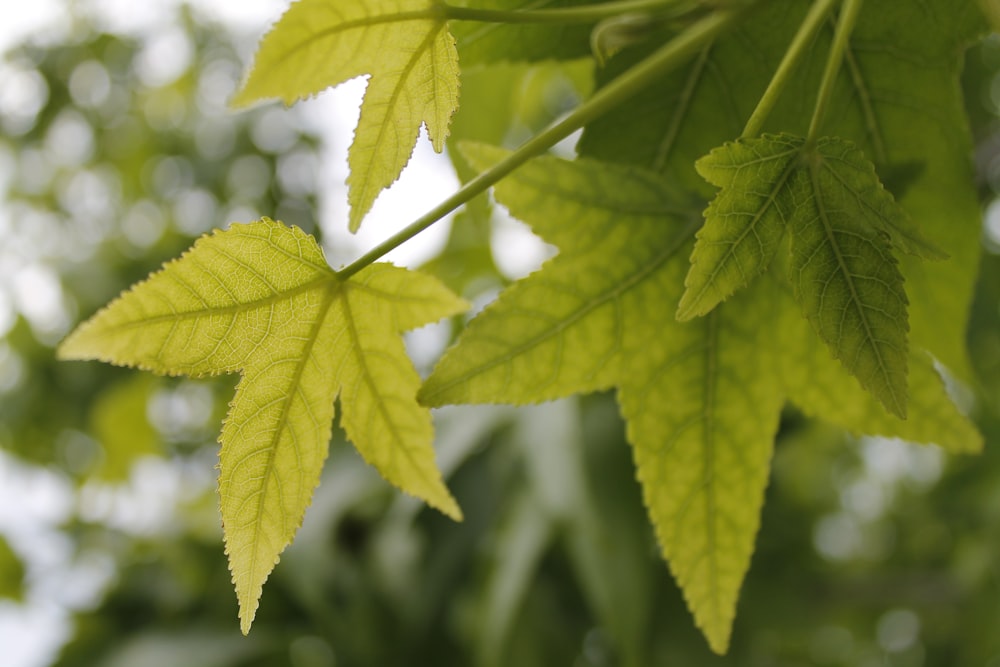 green leaf in close up photography