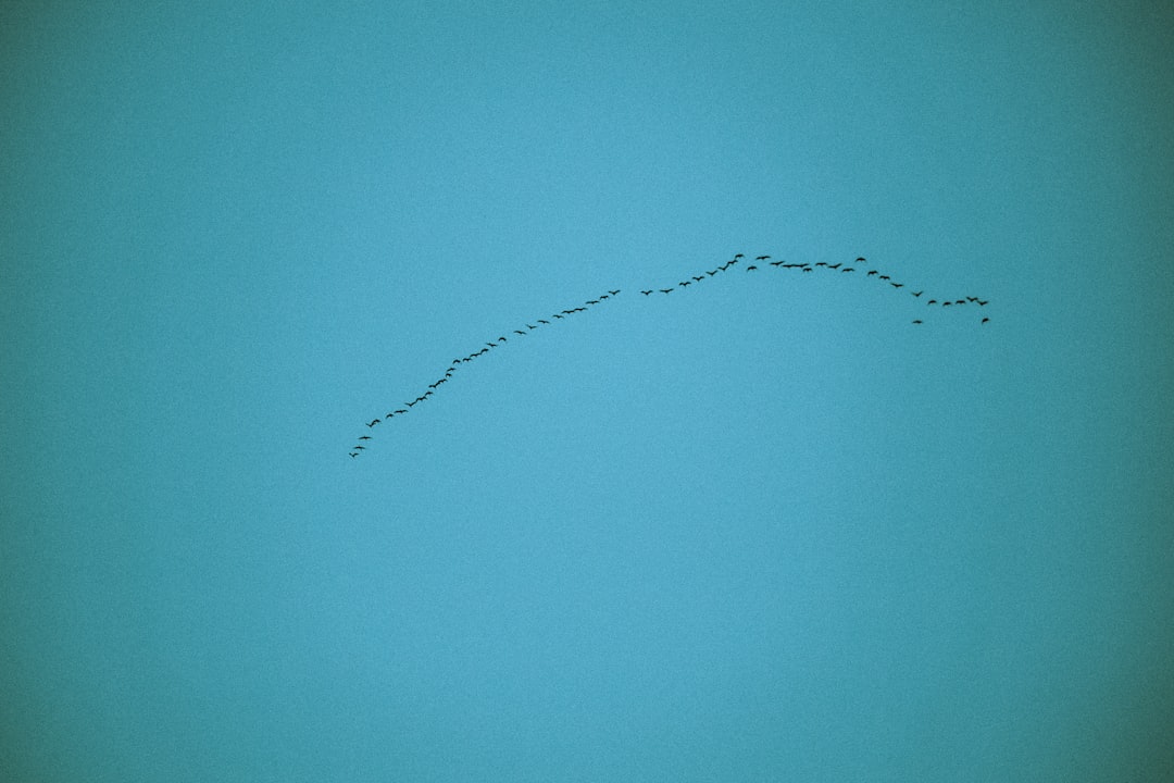 birds flying under blue sky during daytime