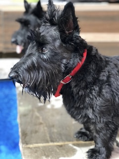 A close-up of a black Scottish Terrier wearing a red collar, with another similar dog in the background. The foreground dog's expressive eyes and detailed fur texture are captured sharply, set against a blurred patio area.
