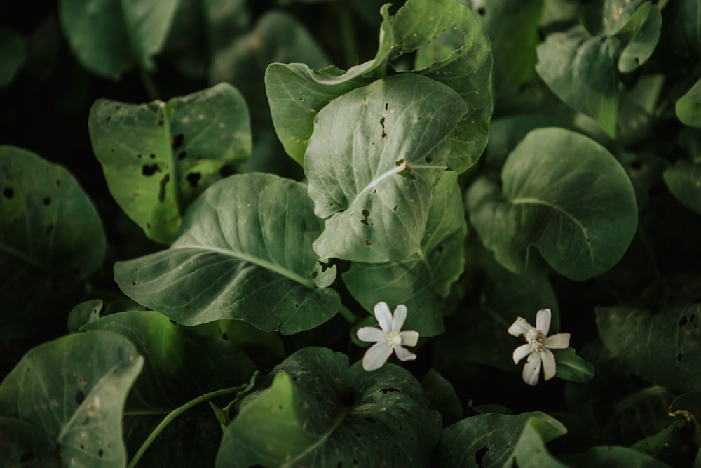 white flowers with green leaves