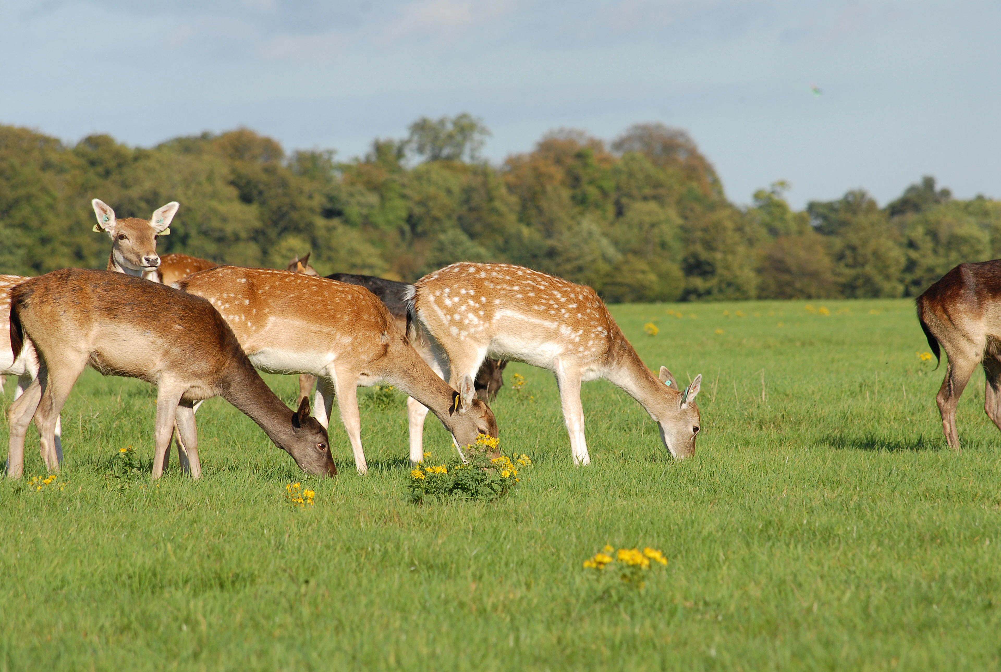 A group of fallow deer grazing on open grassland in Dublin's Phoenix Park in low golden light, one lifting its head towards the camera, a line of broadleaf trees behind them