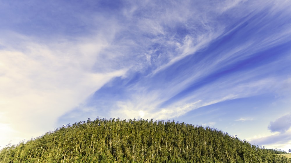 Des arbres verts sous un ciel bleu et des nuages blancs pendant la journée