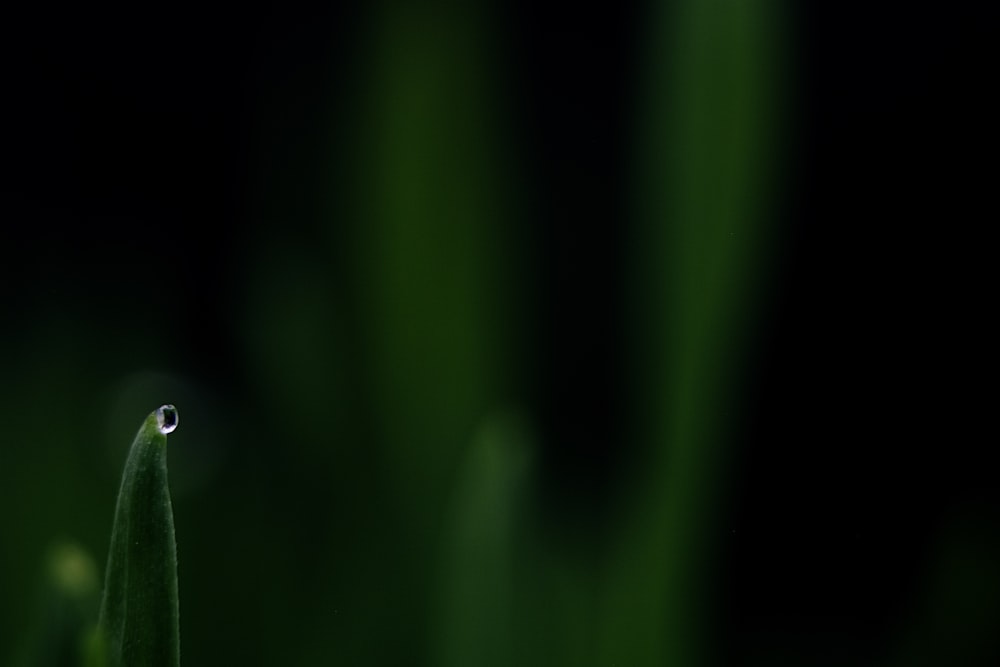 water drop on green leaf