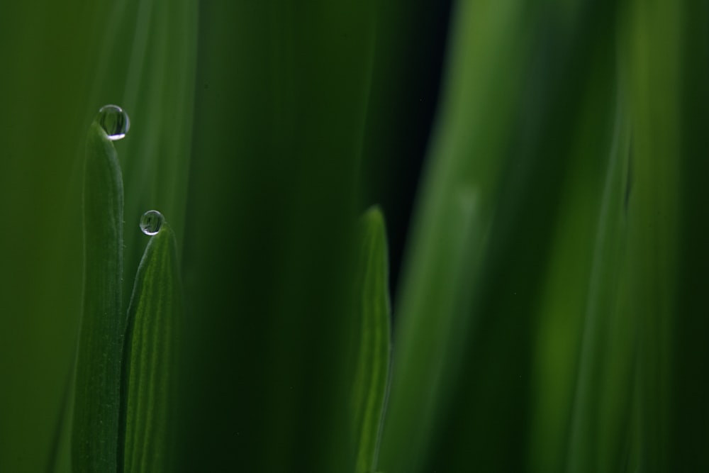 water dew on green leaf