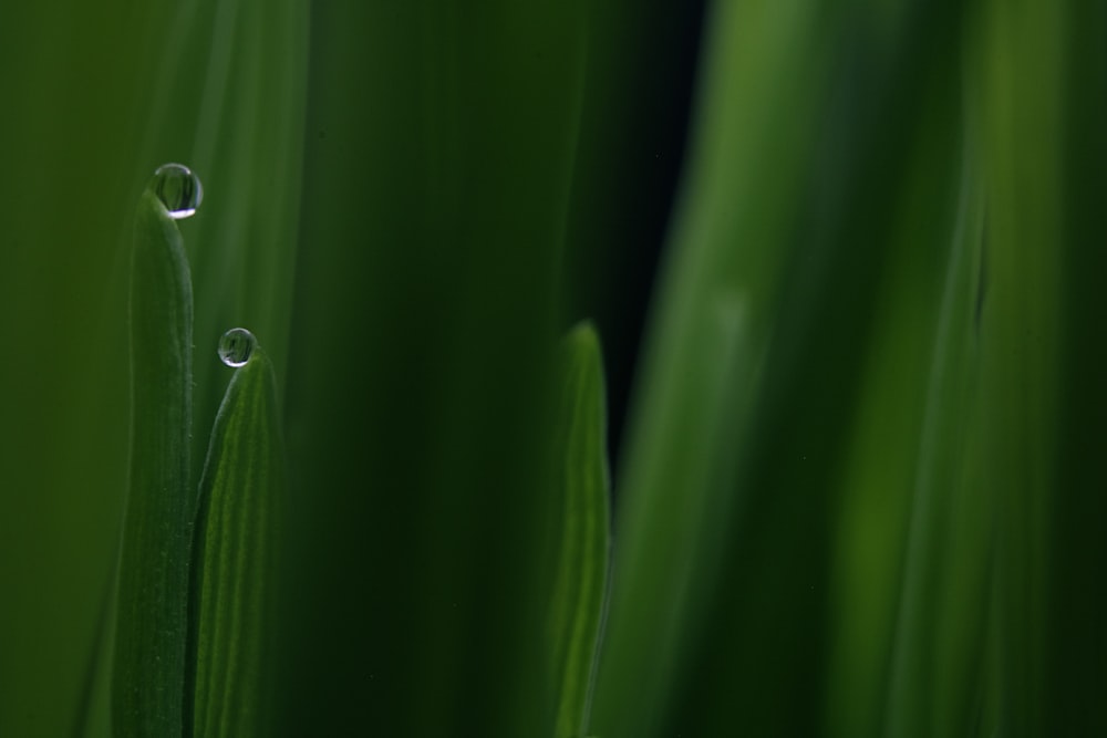 orvalho de água na folha verde