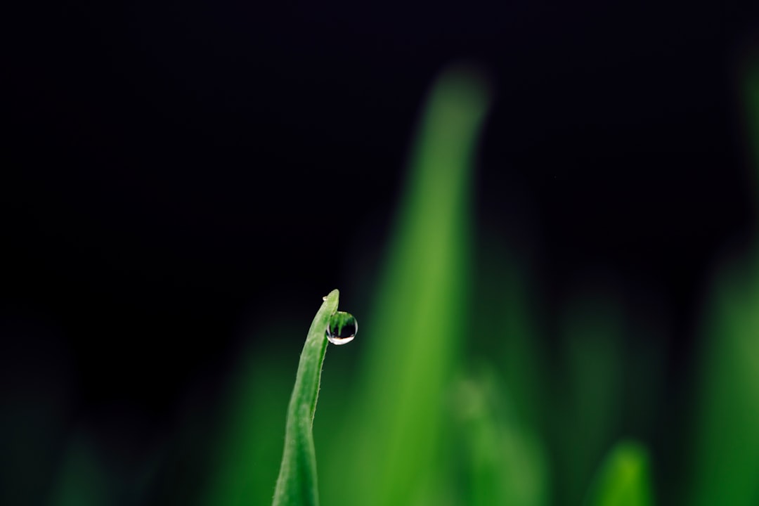 water dew on green leaf