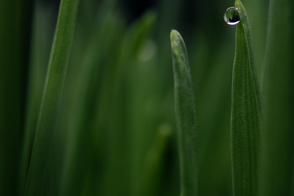 water droplet on green plant