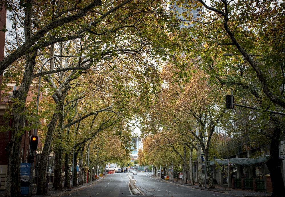 gray concrete road between trees during daytime