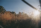 Sun rays shining over a field of wildflowers on a clear day.