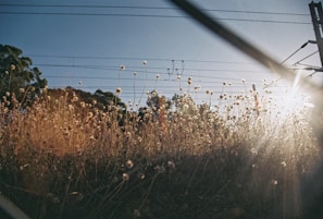Sun rays shining over a field of wildflowers on a clear day.