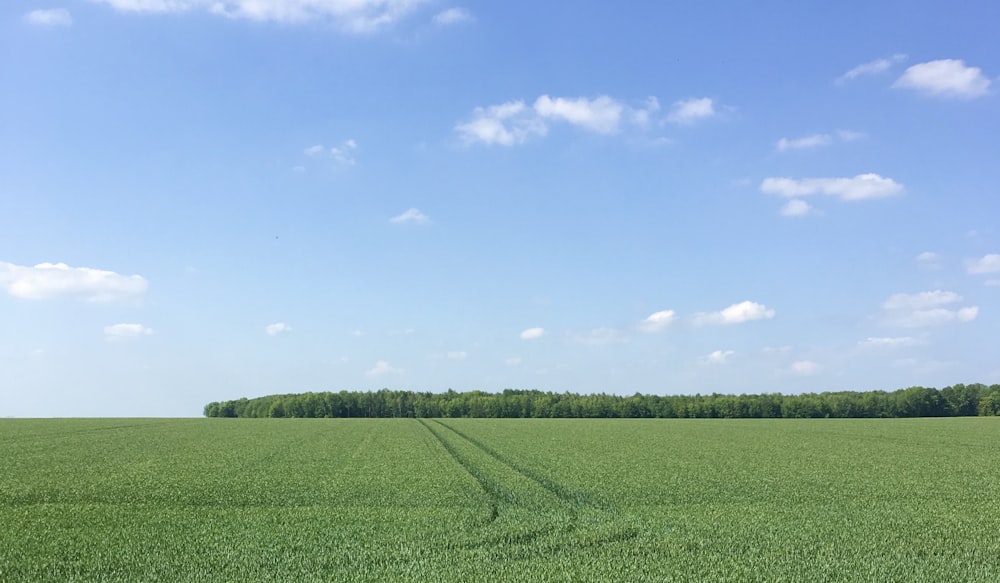 green grass field under blue sky during daytime