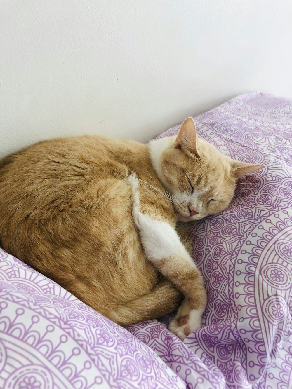 orange tabby cat lying on white and purple floral textile