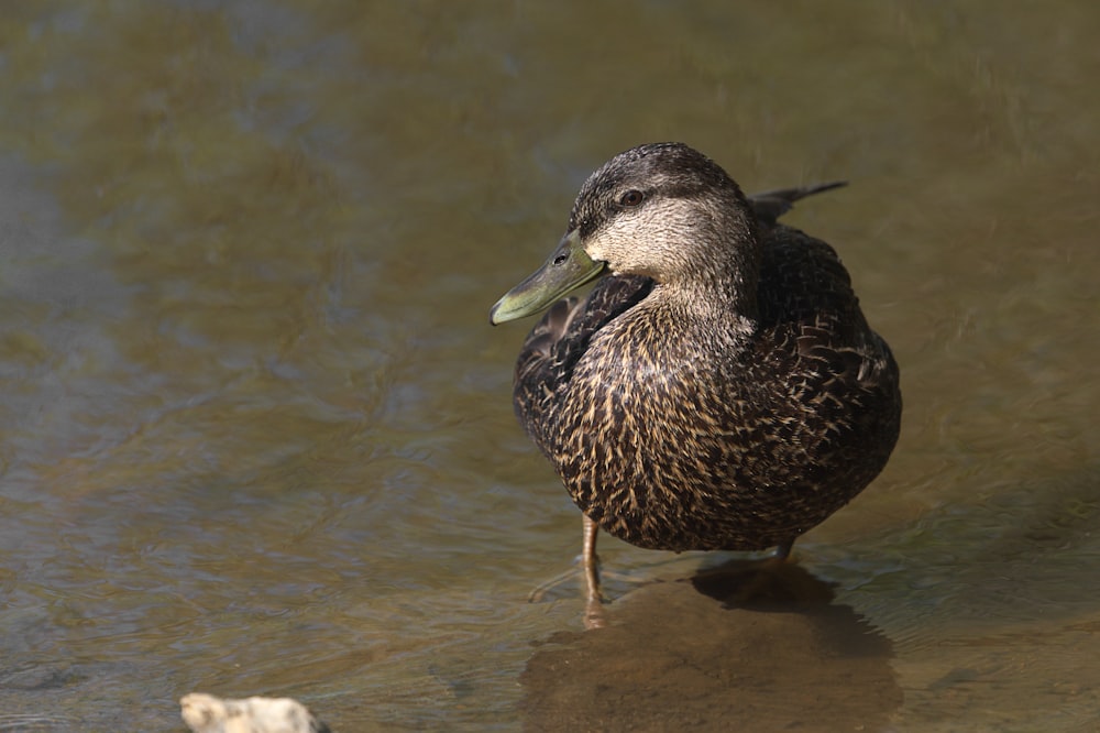 brown duck on water during daytime