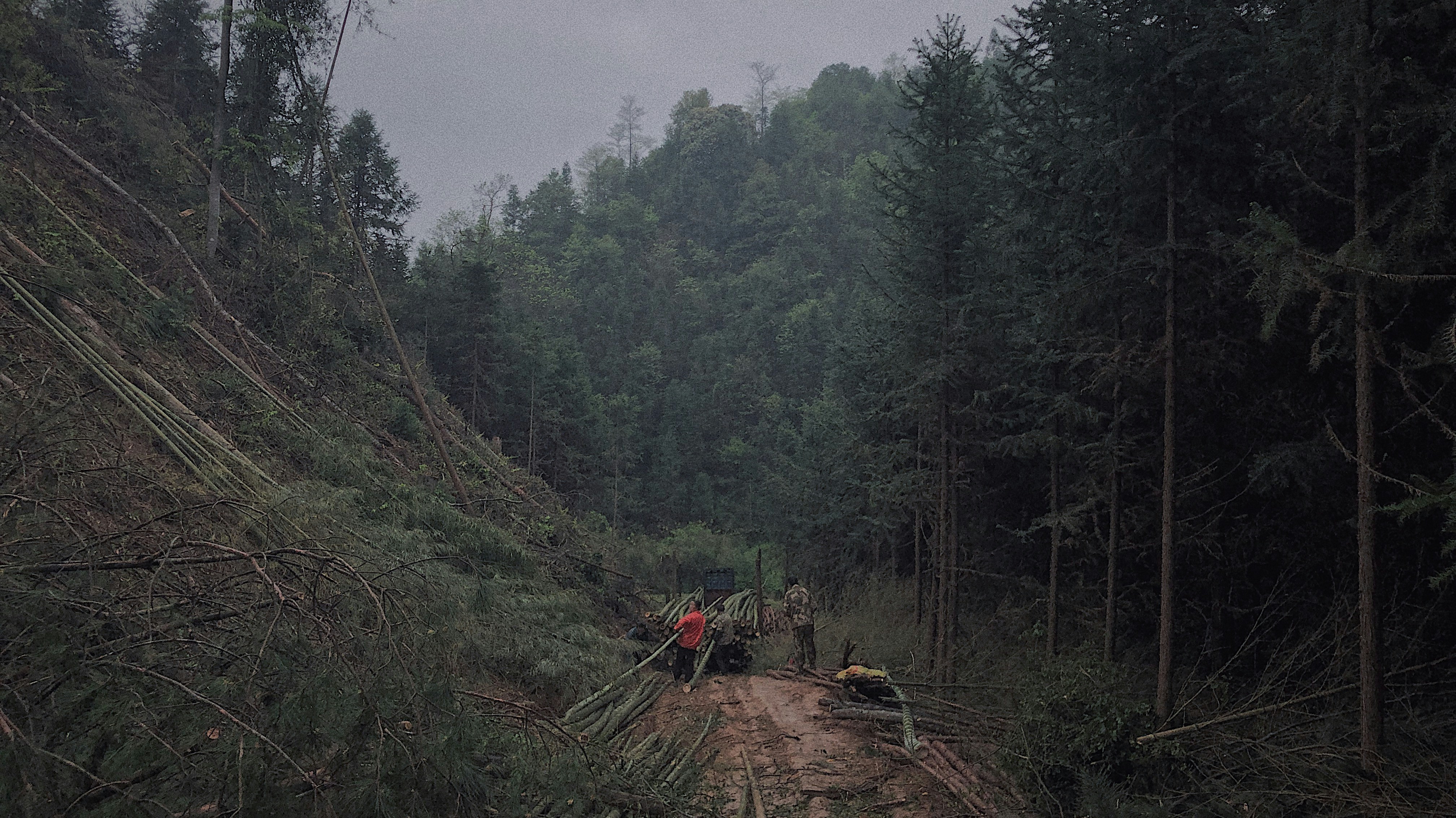 Forestry worker resting on rock
