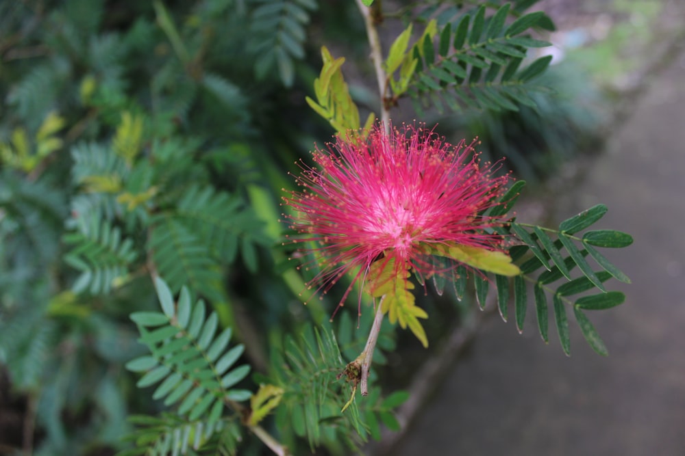 pink flower in tilt shift lens