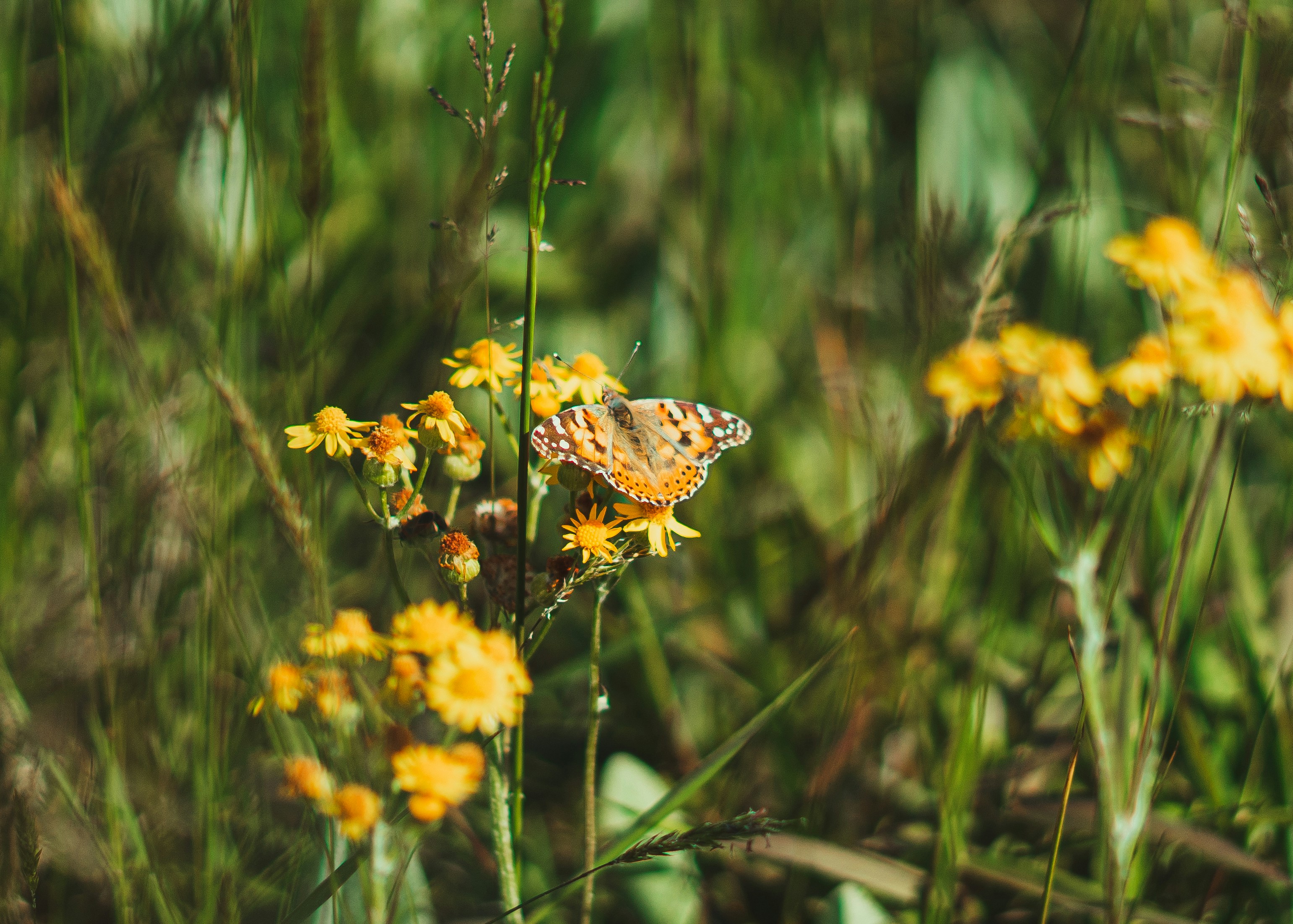 Photo by chrishardyphotography