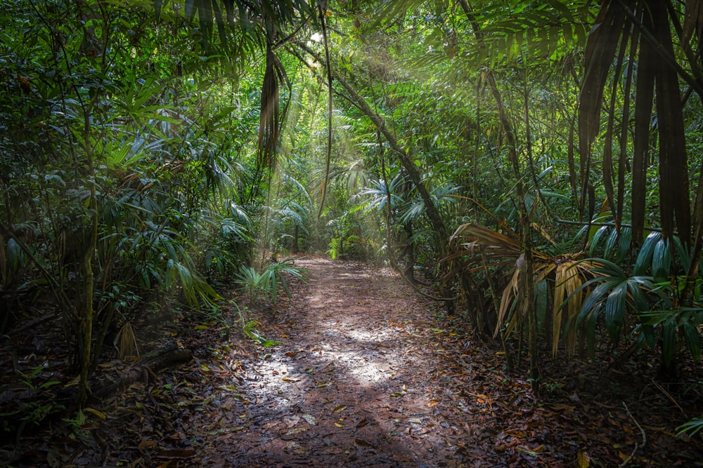 pathway between green bamboo trees during daytime